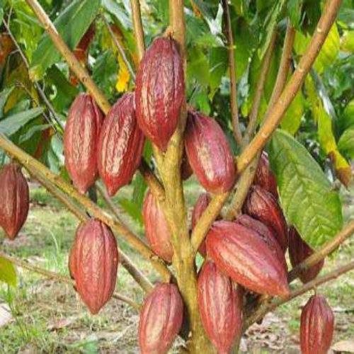 Distribution de la prime cacao aux producteurs.